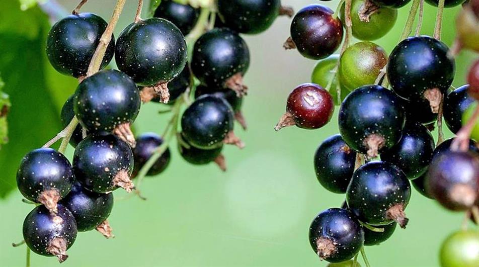 Blackcurrants